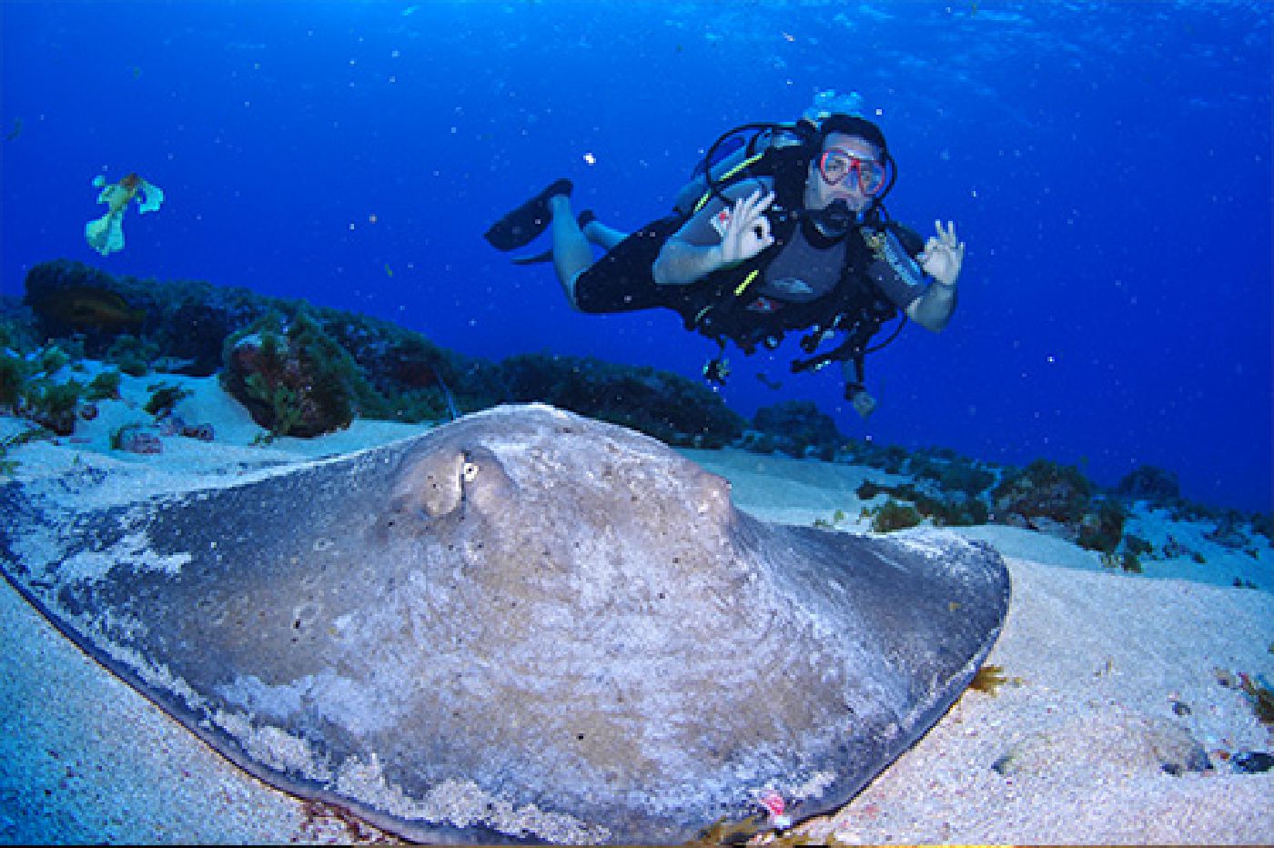 Mergulho em Fernando de Noronha